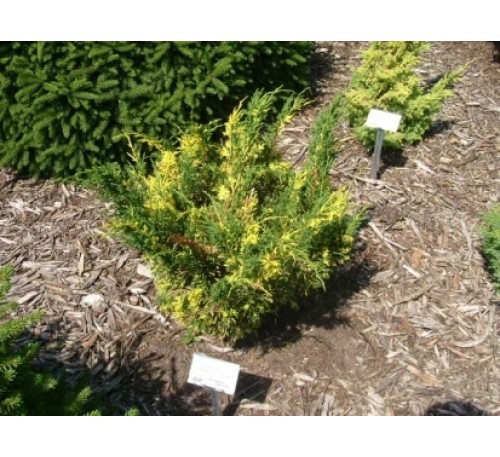 Можжевельник китайский  Плюмоза Ауреовариегата (Plumosa Aureovariegata) С2.